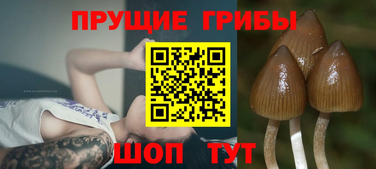Кувандык  Галлюциногенные грибы GOLDEN TEACHER  Вход с VPN 